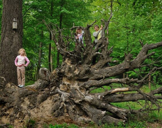 B Arboretum
